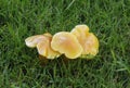Golden Wax-cap Fungi Royalty Free Stock Photo