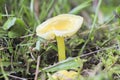 The Golden Waxcap Hygrocybe chlorophana is an inedible mushroom Royalty Free Stock Photo