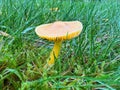 Golden Waxcap (Hygrocybe chlorophana) mushroom