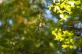 The golden web spider Nephila maculata on web Royalty Free Stock Photo