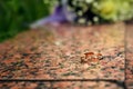 Golden wedding rings on the background of a wedding bouquet of red roses Royalty Free Stock Photo