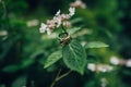 Two wedding rings on a vine branch with blurred backgroung Royalty Free Stock Photo