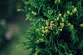 Two wedding rings on a vine branch with blurred backgroung Royalty Free Stock Photo