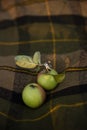 Wedding rings lie on two green apples Royalty Free Stock Photo