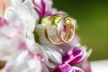 Golden wedding rings on the spring white and purple flowers Royalty Free Stock Photo