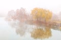 golden weeping willow tree over river bank covered with thick heavy fog at early autumn morning. Fall scenic rural country Royalty Free Stock Photo