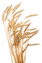 Golden wheat Royalty Free Stock Photo