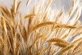 Golden wheat Royalty Free Stock Photo