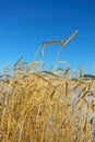 Golden wheat against a clear blue sky. Royalty Free Stock Photo