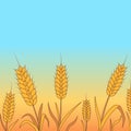 Golden wheat background with ripened seeds