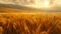 Golden wheat in the bountiful Fields of Anemoi, surrounded by the four winds and nature\'s whispers. Royalty Free Stock Photo