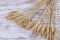 Golden wheat cereal grains spikelets on white wood background. Royalty Free Stock Photo