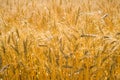 Golden wheat cereals Royalty Free Stock Photo