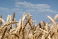 Golden wheat close Royalty Free Stock Photo