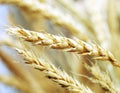 Golden wheat close-up Royalty Free Stock Photo
