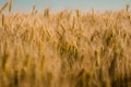 Golden wheat close up. Royalty Free Stock Photo