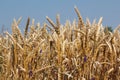 Golden wheat close up Royalty Free Stock Photo