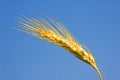 Golden wheat closeup