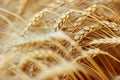 Golden Wheat closeup