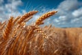 Golden wheat crop growing in a field under a blue sky, ready for harvest Royalty Free Stock Photo