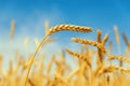 Golden wheat ear on field with blue sky background Royalty Free Stock Photo