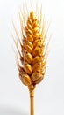 Golden Wheat Ear Isolated on White Seamless Background Macro Shot Royalty Free Stock Photo