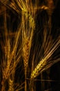 Golden wheat ears, black background, fine art still life color outdoor summer close up