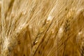 Golden wheat ears in the field -closeup Royalty Free Stock Photo