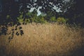 Golden wheat ears in the foreground with blurred background field at sunset, harvest, bread,. Golden wheat ears in the foreground Royalty Free Stock Photo