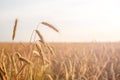Golden wheat ears in the foreground with blurred background field at sunset, harvest, bread, Royalty Free Stock Photo