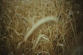 Golden wheat ears in the foreground with blurred background field at sunset, harvest, bread,. Golden wheat ears in the foreground Royalty Free Stock Photo