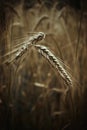 Golden wheat ears in the foreground with blurred background field at sunset, harvest, bread,. Golden wheat ears in the foreground Royalty Free Stock Photo