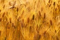 Golden wheat ears in sunset Royalty Free Stock Photo