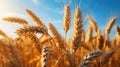 Golden wheat ears swaying closeup view agricultural field in summer day. Royalty Free Stock Photo