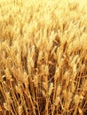 Golden wheat on an endless field Royalty Free Stock Photo