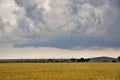 Golden wheat in a farm field