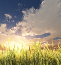 Golden wheat field