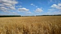 Golden wheat field