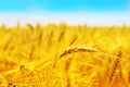 Golden wheat field Royalty Free Stock Photo