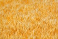 Golden wheat field Royalty Free Stock Photo