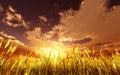 Golden wheat field Royalty Free Stock Photo