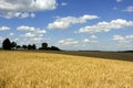 Golden wheat field