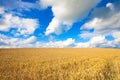 Golden wheat field against blue sky Royalty Free Stock Photo