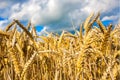 Golden wheat field against blue sky Royalty Free Stock Photo