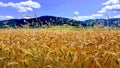 Golden wheat field against blue sky Royalty Free Stock Photo