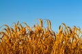 Golden wheat field Against blue sky Wheat spike and blue sky close-up. a golden field. beautiful view. symbol of harvest Royalty Free Stock Photo