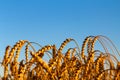 Golden wheat field Against blue sky Wheat spike and blue sky close-up. a golden field. beautiful view. symbol of harvest Royalty Free Stock Photo