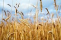 Golden wheat field against the blue sky on a summer sunny day. Agriculture Royalty Free Stock Photo