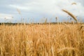 Golden wheat field against the blue sky on a summer sunny day. Agriculture Royalty Free Stock Photo