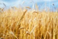 Golden wheat field against the blue sky on a summer sunny day. Agriculture Royalty Free Stock Photo